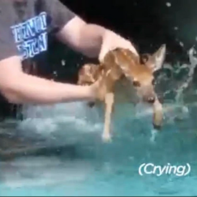 Baby Deer Crying Rescued TWICE from Pool
